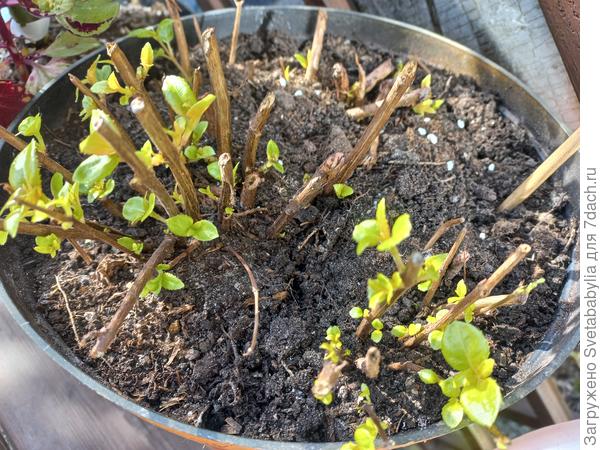 Фуксия после отдыха