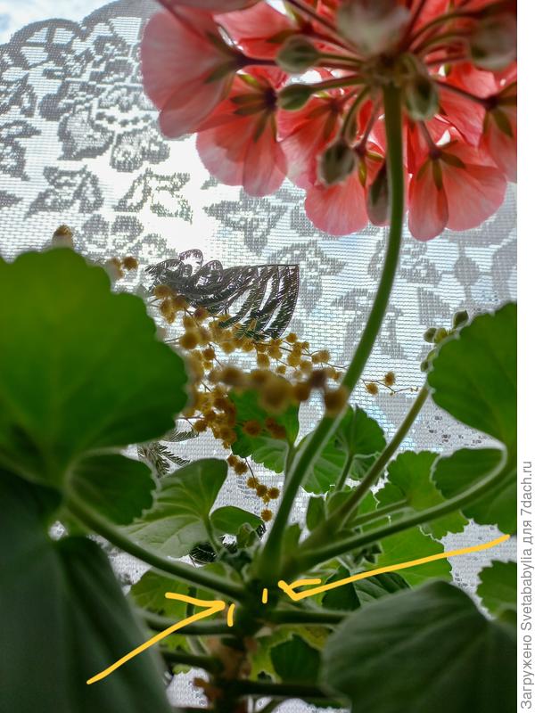 из пазух пошли росточки