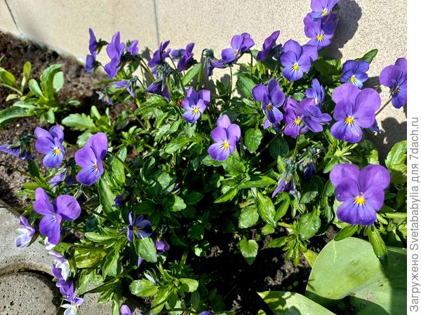 Анютики фонтанируют