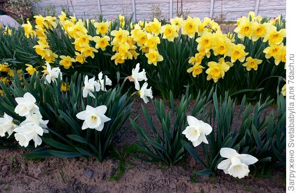 Эконом нарциссы выстроились, сортовые в этом году не взошли