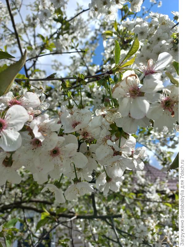 Цветы заметно отличались по размеру, ягоды уже разнятся. Но вот по поводу желтой очень сомневаюсь.