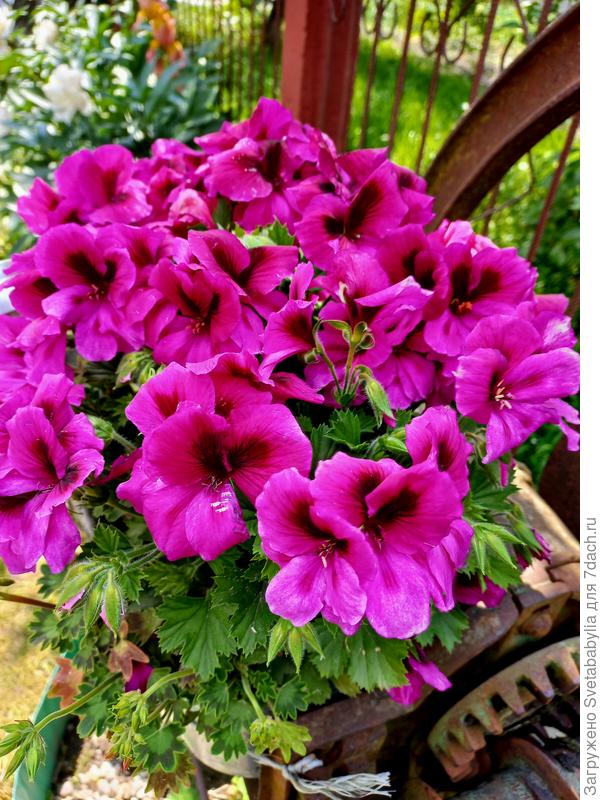 Пеларгония королевская