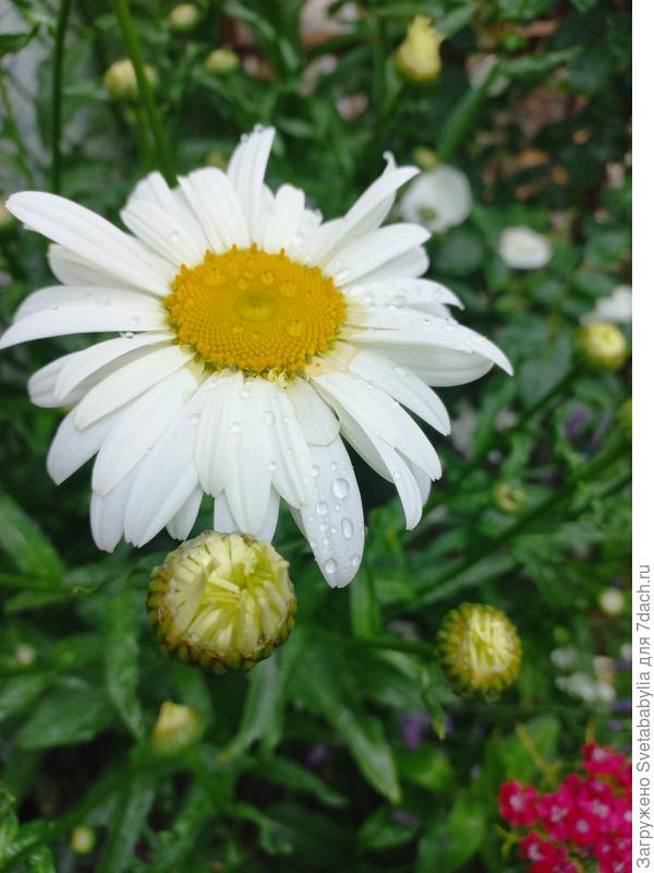 Просто ромашки