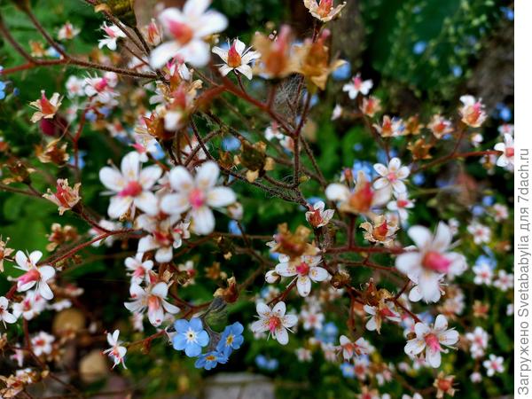 Камнеломка тенистая Вериегата