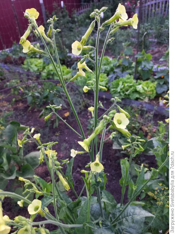 Табак Лангсдорфа Зеленые колокольчики