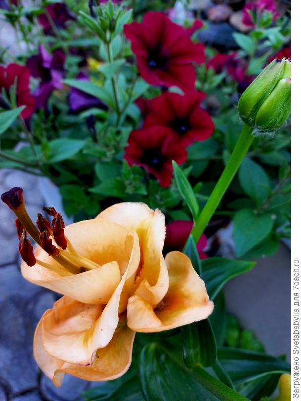 Эприкот Фадж