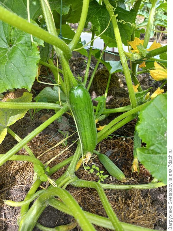 Гладкий Чим-чим от Аэлиты