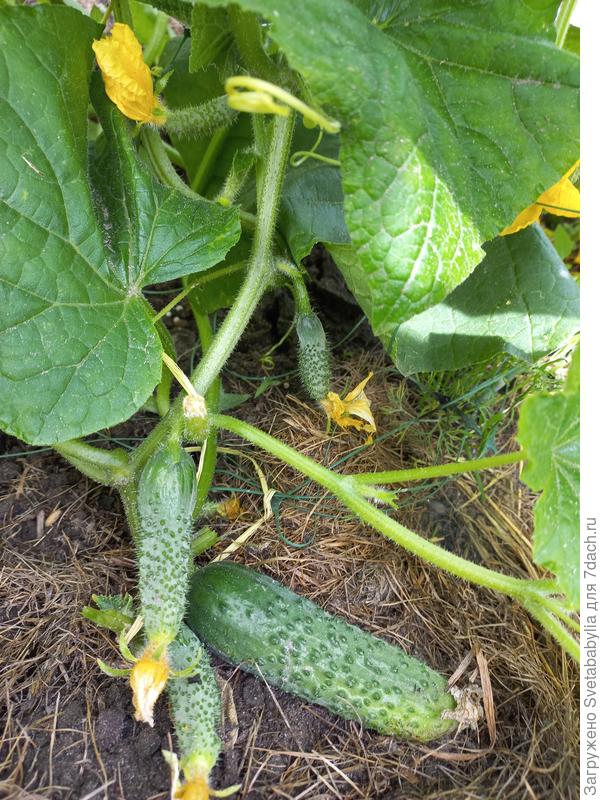 Шопа от семян Алтая