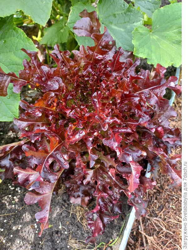 Рядом прекрасно уживались салаты