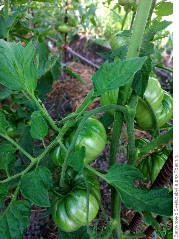 Куум сегодня