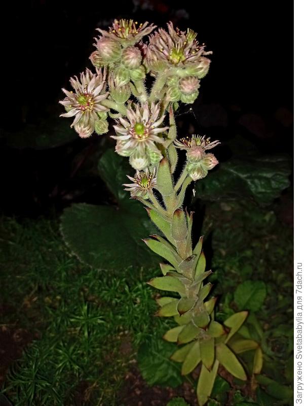 Молодило цветет