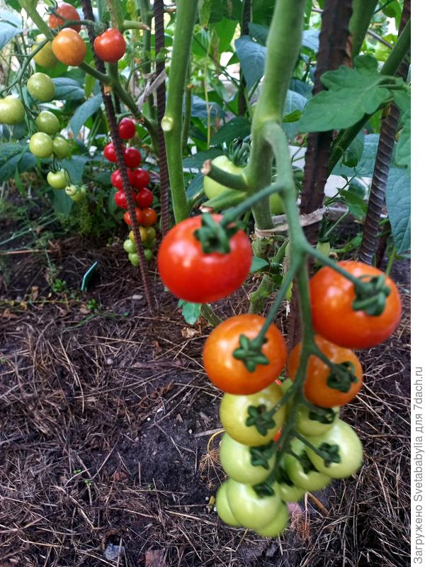 Для красоты