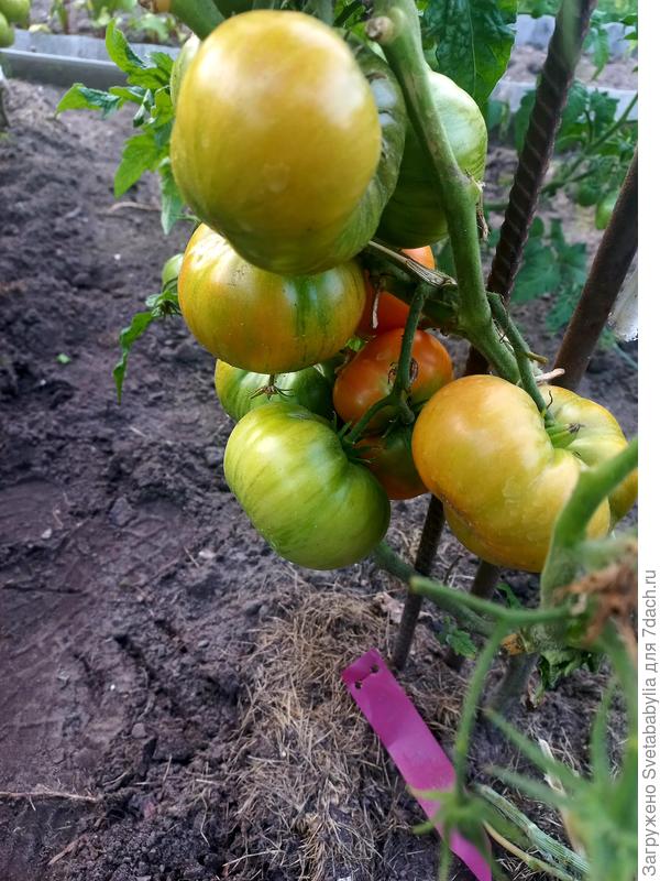 Покупала как Мятные полосы