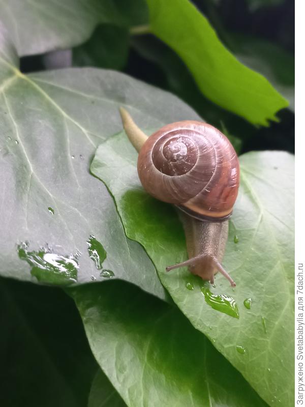 Второй враг.