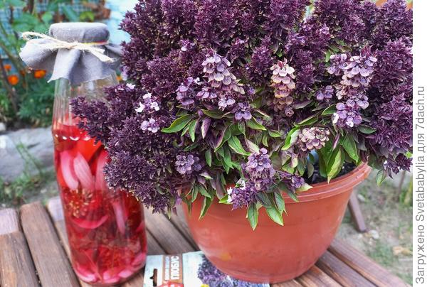 в горшке 2 кустика