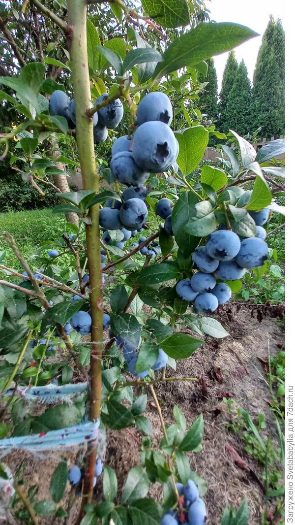 У нас скромнее