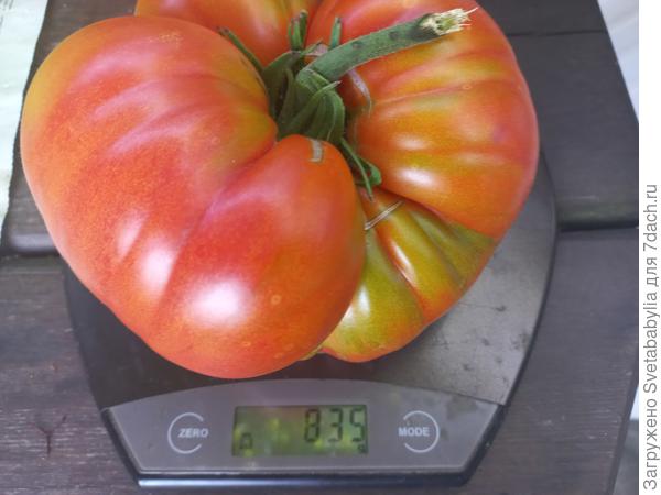 Алтайский сахарный.