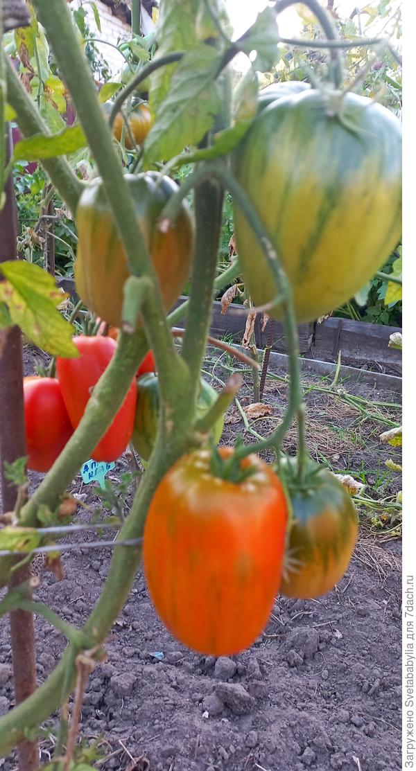 Сегодня куст выглядит так