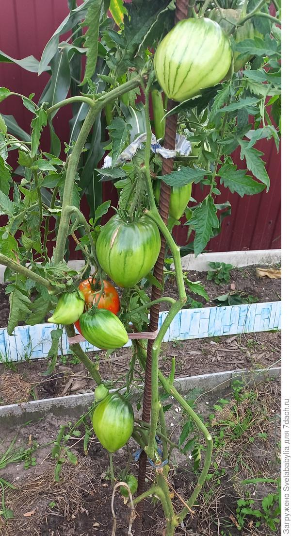 Конец августа