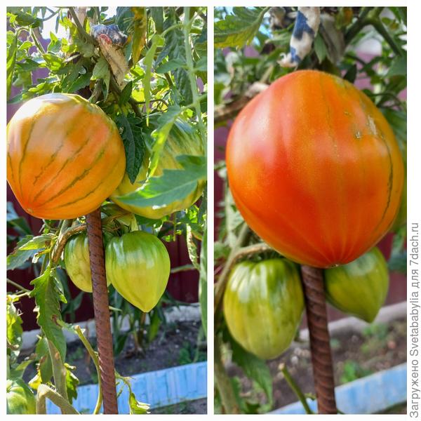 поспевание