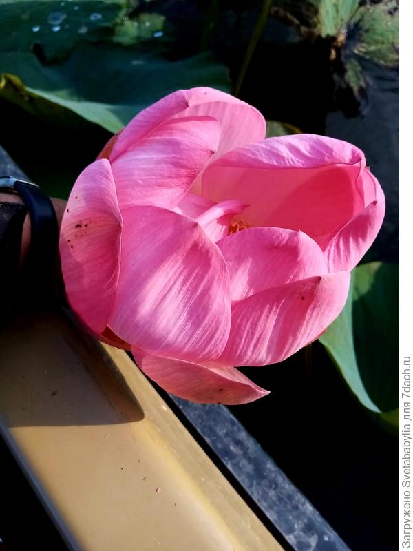 А в это время муж на рыбалке