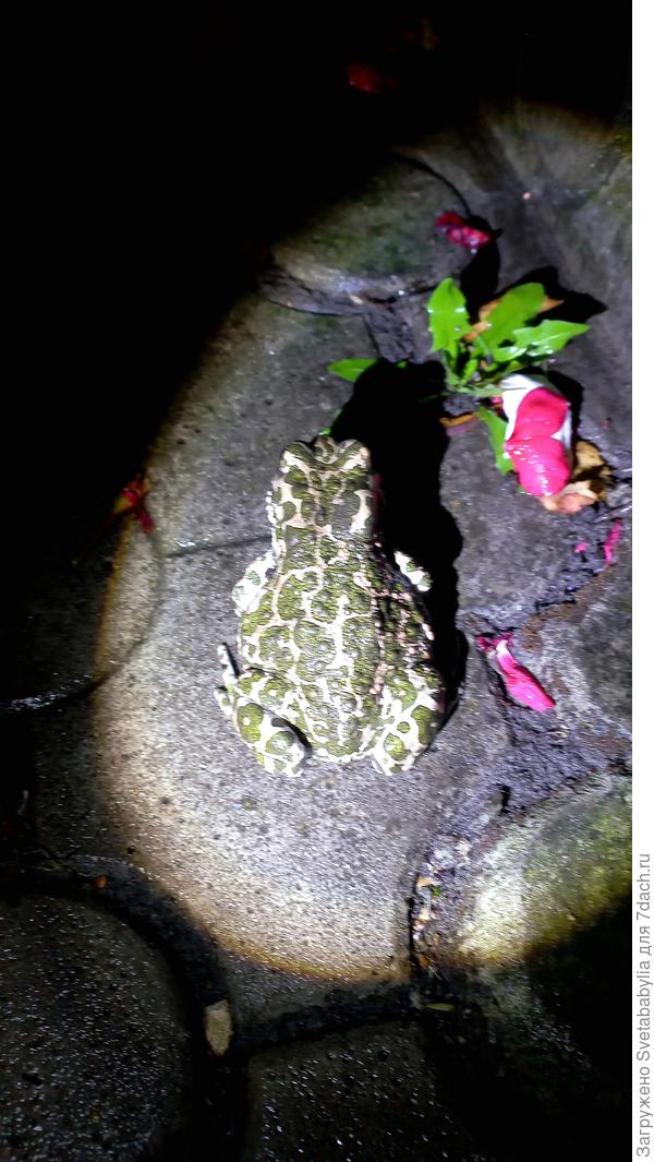 Почти домашнее, почти животное