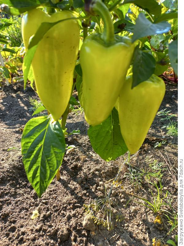 Плоды в начале июля