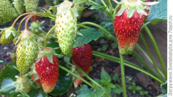 Просто привет