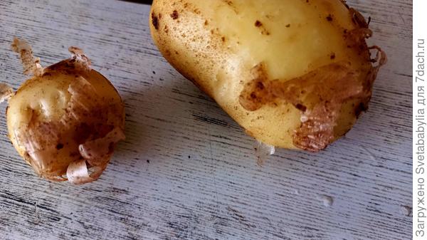 Кожица тонкая,