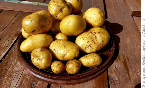 второй урожай 27 сентября