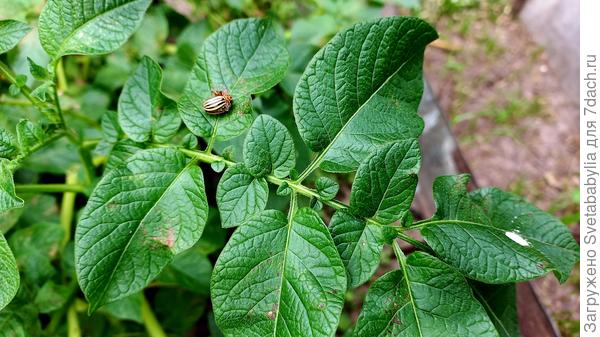 Жуки бессмертны