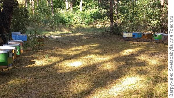На полянах ульи