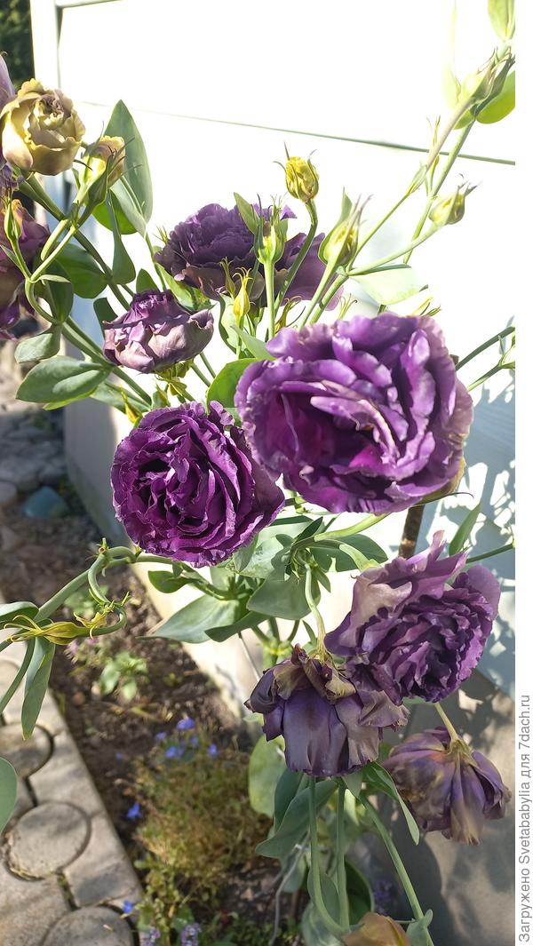 В летнюю жару цветки быстро подсыхали на солнце, а сейчас во всей красе