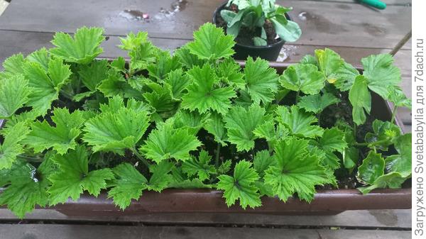 От жадности начеренковала еще пеларгонию, куст был большой, двухлетка