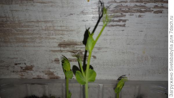 Горошек для развлечения