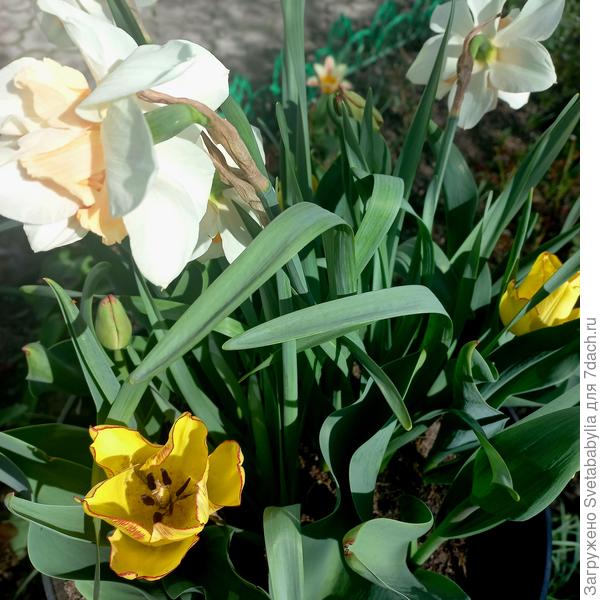 Чуток нашего апреля