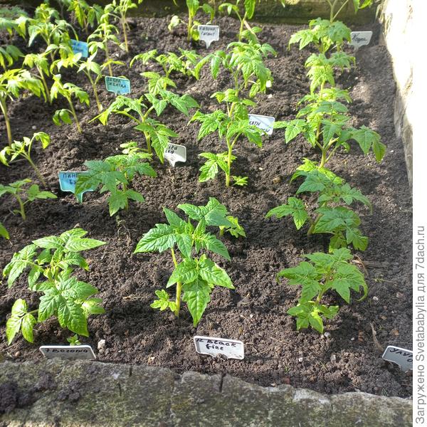 У нас +26, гномики переехали в рассадник