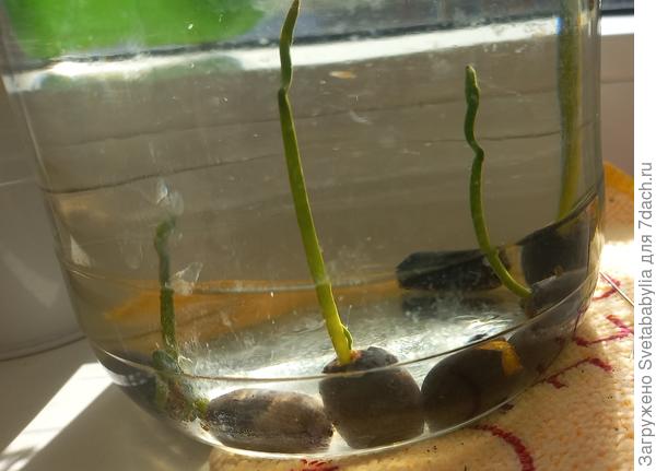 Это лотос растет🤣🤣🤣