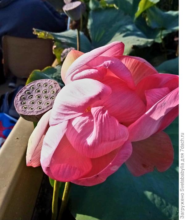 Хочу, чтобы было так!