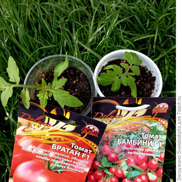 так рассада выглядит сегодня,12 апреля