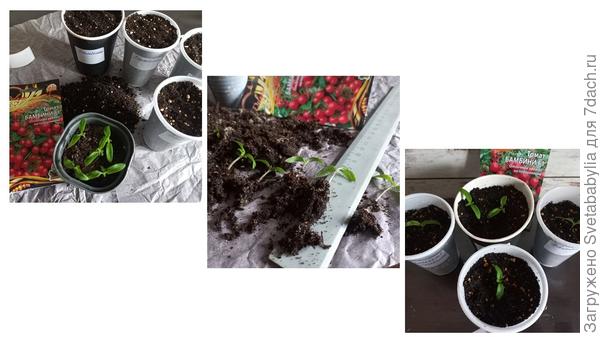 Пикировка Бамбини