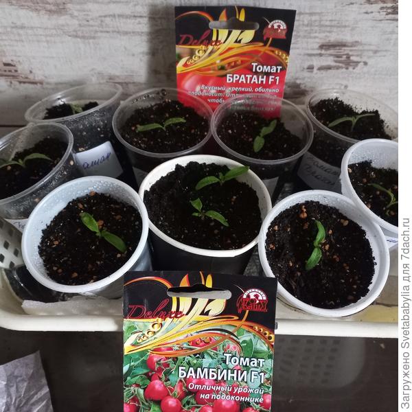 Пикировка с прищипыванием основного корня состоялась