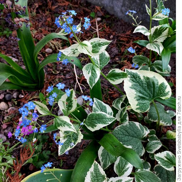 Бруннера скромница