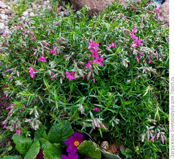Флокс шиловидный