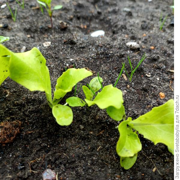 07 апреля первые листочки