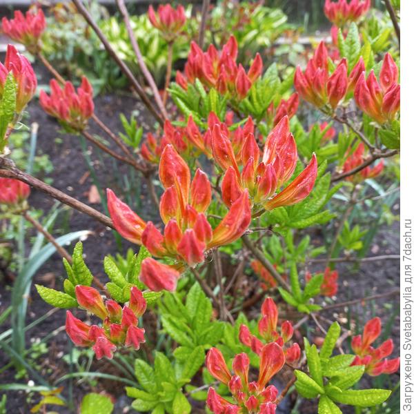 Азалия в бутонах