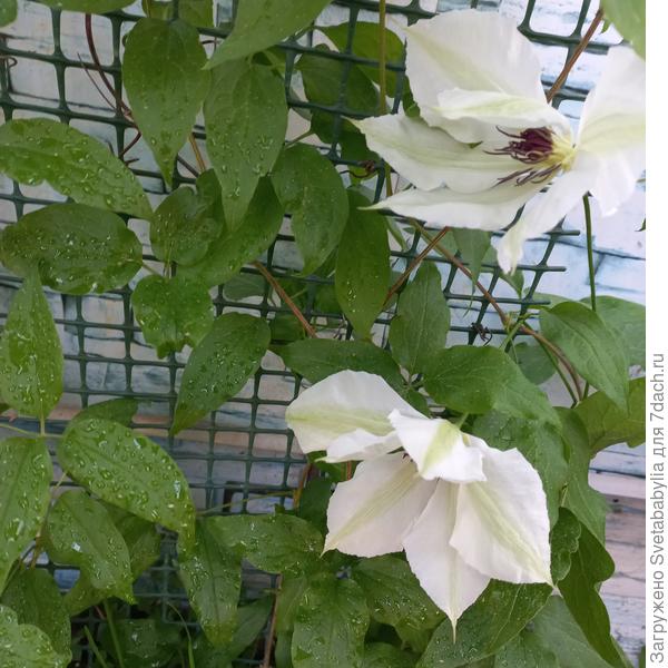 Клематис Балерина