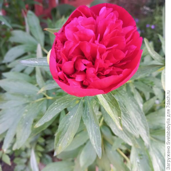 Пион ранний