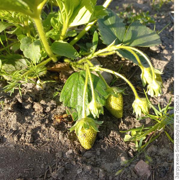 Клубника в ягодах