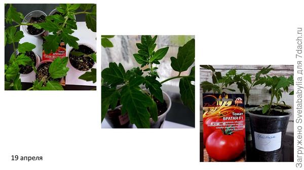 Братан- дружбан